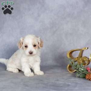 Ranger, Maltipoo Puppy