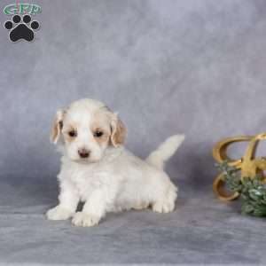 Ranger, Maltipoo Puppy