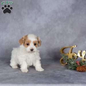 Raya, Maltipoo Puppy