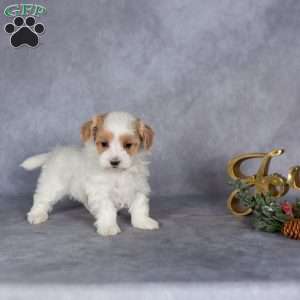 Raya, Maltipoo Puppy