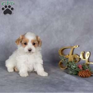 Raya, Maltipoo Puppy