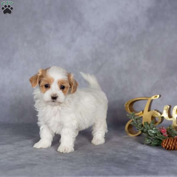 Raya, Maltipoo Puppy