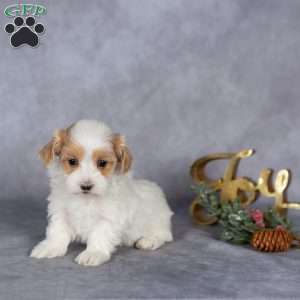 Raya, Maltipoo Puppy