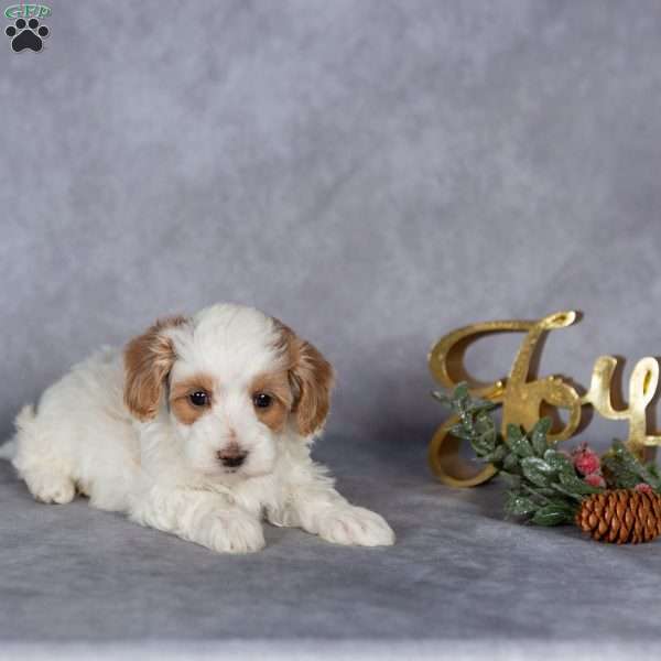 Remi, Maltipoo Puppy