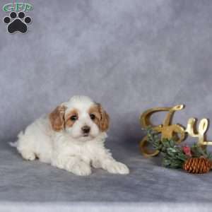Remi, Maltipoo Puppy