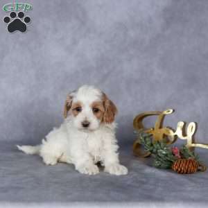 Remi, Maltipoo Puppy