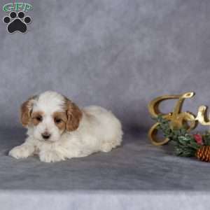 Remi, Maltipoo Puppy