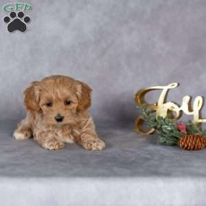 Roxy, Maltipoo Puppy