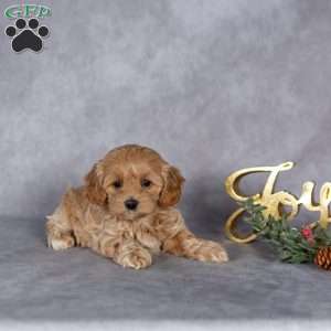 Roxy, Maltipoo Puppy