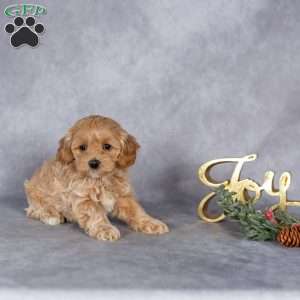 Roxy, Maltipoo Puppy