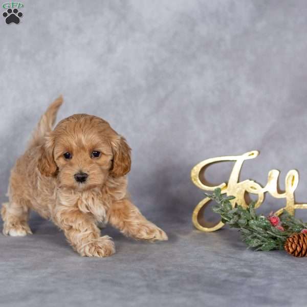 Roxy, Maltipoo Puppy