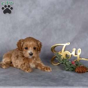 Ruby, Maltipoo Puppy
