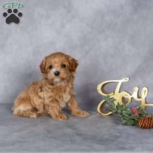 Ruby, Maltipoo Puppy