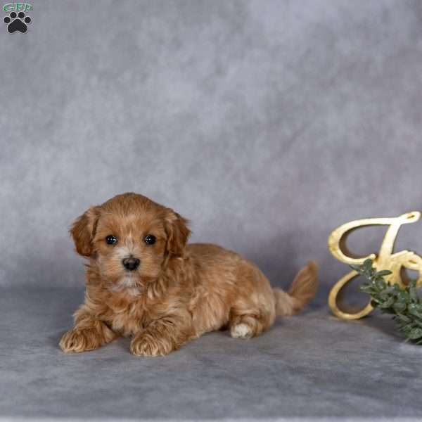 Ruby, Maltipoo Puppy