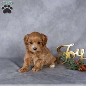 Ruby, Maltipoo Puppy