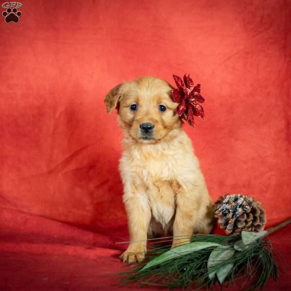 Wanita, Golden Retriever Puppy