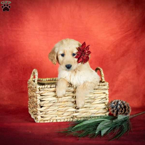 Willow, Golden Retriever Puppy