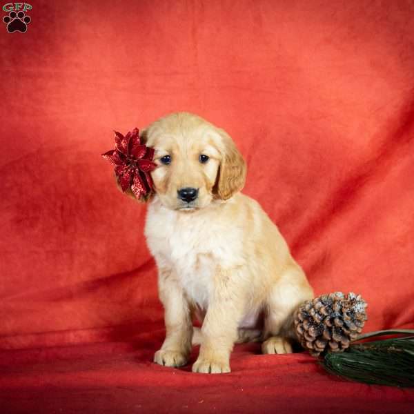 Wendy, Golden Retriever Puppy