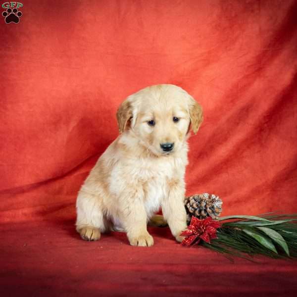 Wiser, Golden Retriever Puppy