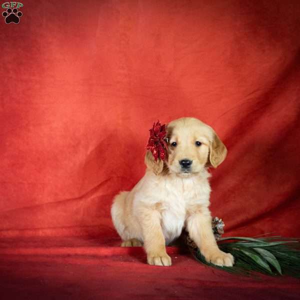 Wincon, Golden Retriever Puppy
