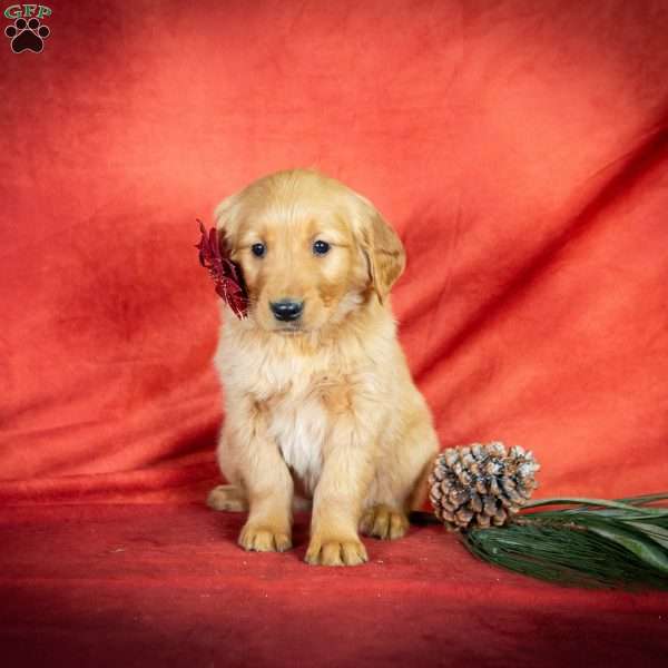 Wesley, Golden Retriever Puppy
