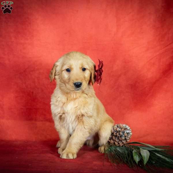 Wilderness, Golden Retriever Puppy
