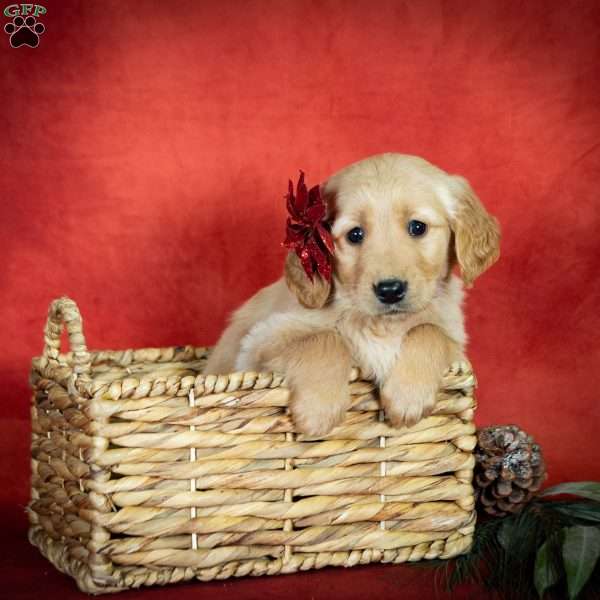 Wiet, Golden Retriever Puppy