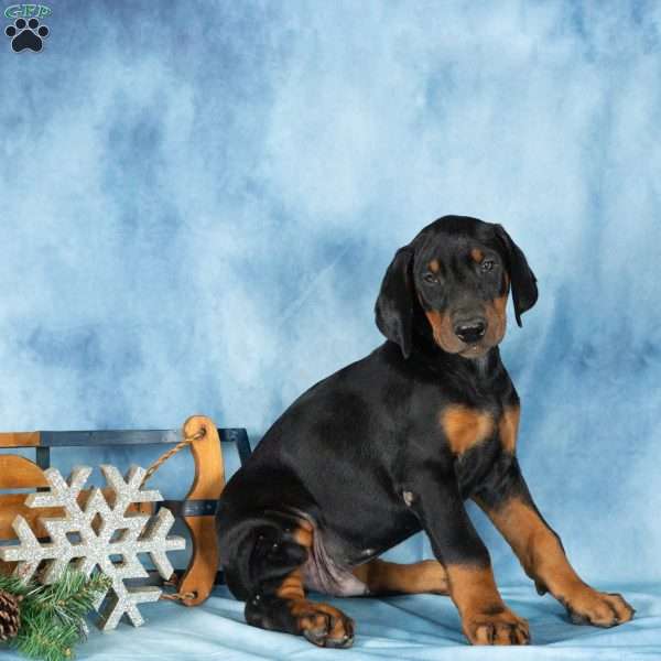 Dodger, Doberman Pinscher Puppy