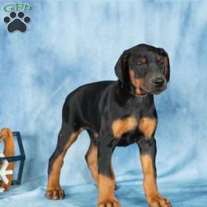 Dana, Doberman Pinscher Puppy