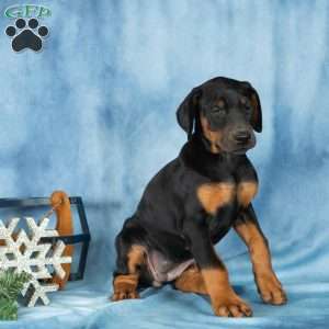 Dana, Doberman Pinscher Puppy