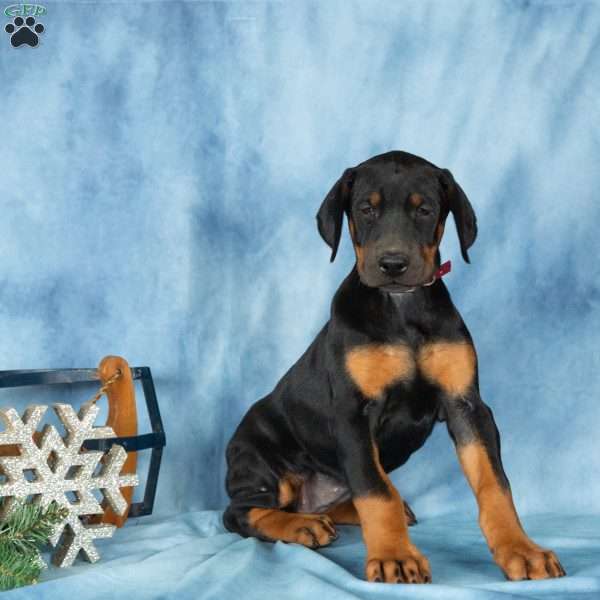 Dana, Doberman Pinscher Puppy