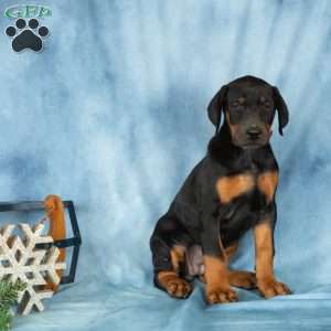 Dana, Doberman Pinscher Puppy