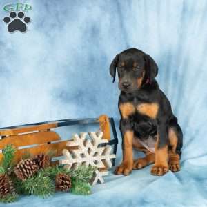 Dana, Doberman Pinscher Puppy