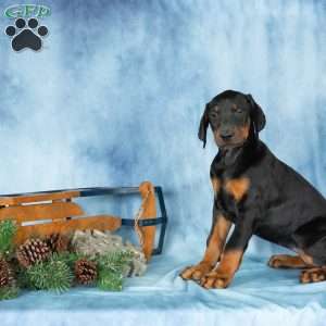 Darla, Doberman Pinscher Puppy
