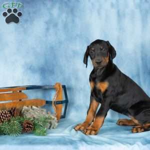 Darla, Doberman Pinscher Puppy