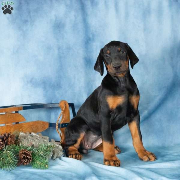 Darla, Doberman Pinscher Puppy
