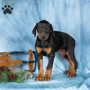 Darla, Doberman Pinscher Puppy
