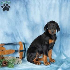 Darla, Doberman Pinscher Puppy