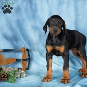 Darla, Doberman Pinscher Puppy