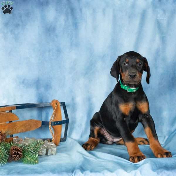 Dixie, Doberman Pinscher Puppy