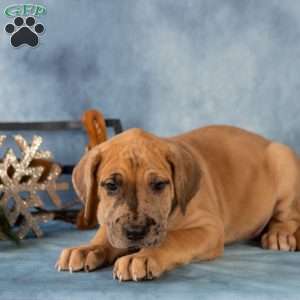 Dash, Great Dane Puppy