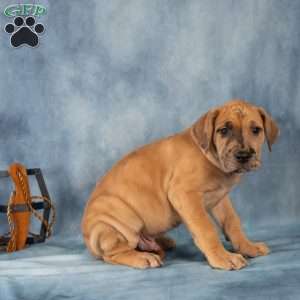 Dash, Great Dane Puppy