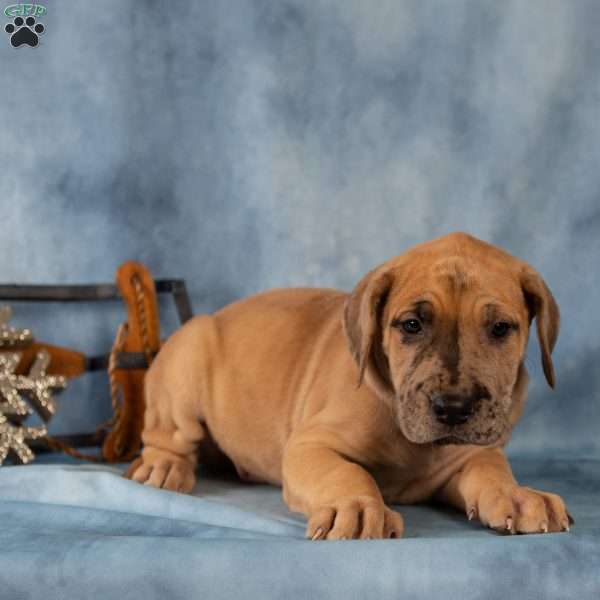 Dash, Great Dane Puppy