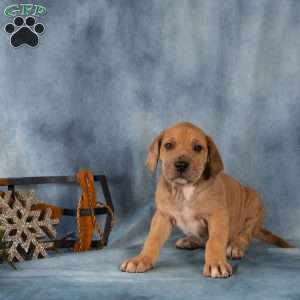 Deisel, Great Dane Puppy