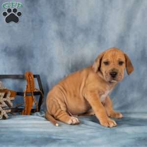 Deisel, Great Dane Puppy