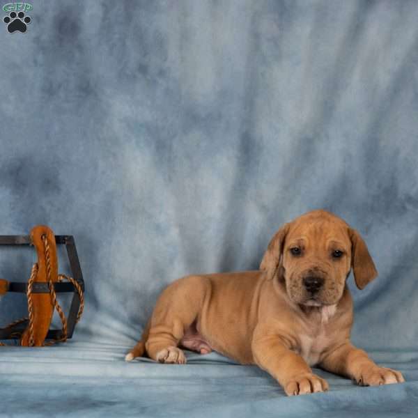 Deisel, Great Dane Puppy