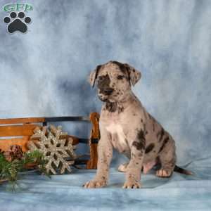 Dexter, Great Dane Puppy