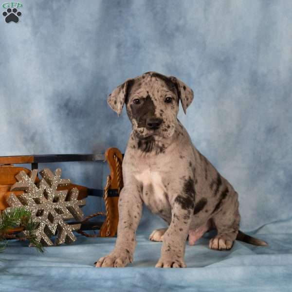 Dexter, Great Dane Puppy