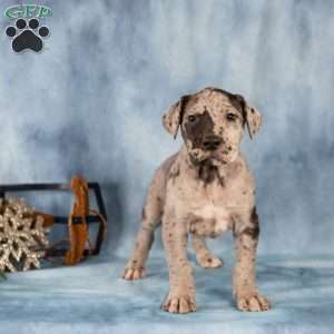 Dexter, Great Dane Puppy