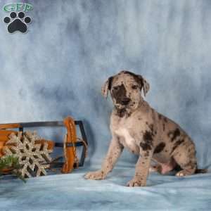 Dexter, Great Dane Puppy